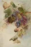 Franz Bischoff, A vine of grapes, circa 1900-1910, watercolor and graphite on paper