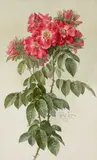Paul de Longpré, Ragged Robin Roses (a study)