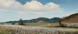 Robert William Wood, Lupine and Owl Clover