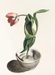 Charles Sheeler, Tulip, 1922, mixed media on paper