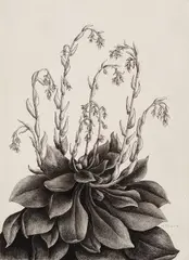 Henrietta Shore, Echeveria, graphite on paper