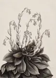 Henrietta Shore, Echeveria, graphite on paper