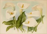 Paul de Longpré, Calla Lilies