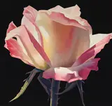 Ed Mell, Pink Rose