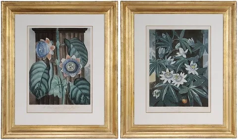 Dr. Robert John Thornton, Pair of botanical prints from [The Temple of Flora], 1802, aquatint and engraving with hand-coloring on wove paper