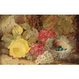 Oliver Clare, Bird's Nest