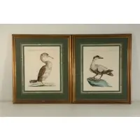Manetti, Birds, Pair of Hand Colored Engravings