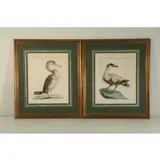 Manetti, Birds, Pair of Hand Colored Engravings
