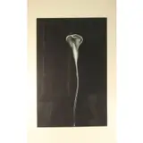 Michael Mazur, Calla I