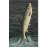 William Gillette, Trout on a Line, Watercolor