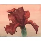 Aaron Shikler, Red Iris on Pink Background, 2002, Watercolor on paper mounted to board