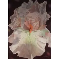 Charles Wildbank, Photorealist Flower, Oil on canvas