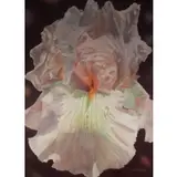 Charles Wildbank, Photorealist Flower, Oil on canvas