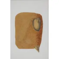 Alfredo Castañeda, Meditabundo II, 1968, Mixed media on board