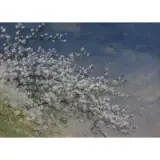 Alfred Thompson Bricher, Tree Blossoms