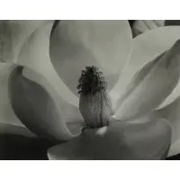 Imogen Cunningham, Magnolia Blossom, Silver print