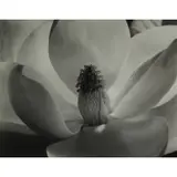 Imogen Cunningham, Magnolia Blossom, Silver print