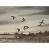 David Hagerbaumer, Ducks in Flight, Watercolor