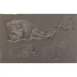 Paul Cadmus, Cat Studies, Crayon on Paper
