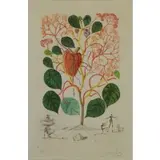Anacardium recordans by Salvador Dalí, 1968, Photolithograph with Engraving and Color, sold Mar 2019
