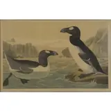 John James Audubon, Great Auk