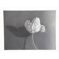 Tulip II by Nancy Lawton, 1984, Graphite on Paper, sold Dec 2018