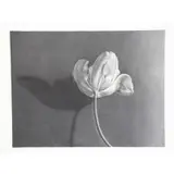 Nancy Lawton, Tulip II, 1984, Graphite on Paper