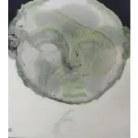 Jacqueline Farrell, Green Head, Oil on Canvas