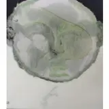 Jacqueline Farrell, Green Head, Oil on Canvas