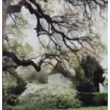 Houmas House by Lynn Geesaman, Color Photograph, sold Apr 2018
