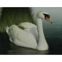 Mute Swan by David Jones, Acrylic on Board, sold Feb 2018