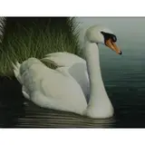 David Jones, Mute Swan, Acrylic on Board