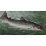 William de la Montagne Cary, Fish, Oil on Canvas