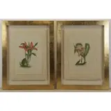 La Roche. Two Laffitte, Botanical Studies, Watercolors on Silk