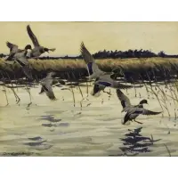 Don Eckelberry, Ducks in Flight, Watercolor