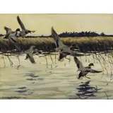 Don Eckelberry, Ducks in Flight, Watercolor