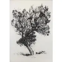 Brad Davis, Juniper Series #6, 1984, Charcoal on Paper "Juniper Series #6" 1984