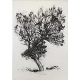 Brad Davis, Juniper Series #6, 1984, Charcoal on Paper "Juniper Series #6" 1984
