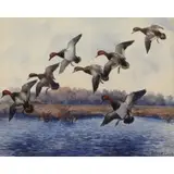 Roland Clark, Ducks in Flight Over a Blue Marsh