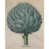Basil Besler, Fructus Artischochi