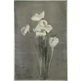 Michael Mazur, Calla Lily