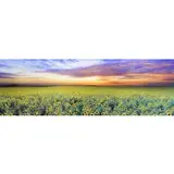 Peter Lik, Summer Dreams