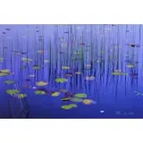 Peter Lik, Lilies of the Pond
