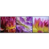 Peter Lik, Summer Flower Collection: Temptation, Beauty, and Purity