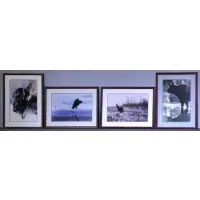 Thomas Mangeleson, Old Man Winter, Bison, 4 Signed Limited Edition Photographs