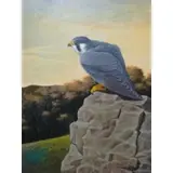 Gerard Smith, Peregrine Falcon