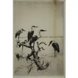 Frank Benson, Herons at Rest, Etching "Herons at Rest"