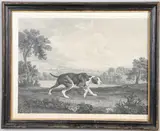 William Woollett After George Stubbs, 'The Spanish Pointer', black and white engraving