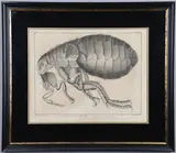 Denis Diderot, And Jean Le Rond D'Alembert (1717-1783) (Editors). L'Histoire Naturelle: La Puce Vue Au Microscope, Engraving