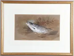 Archibald Thorburn, Sea Trout By A Grassy Bank, Watercolour and bodycolour